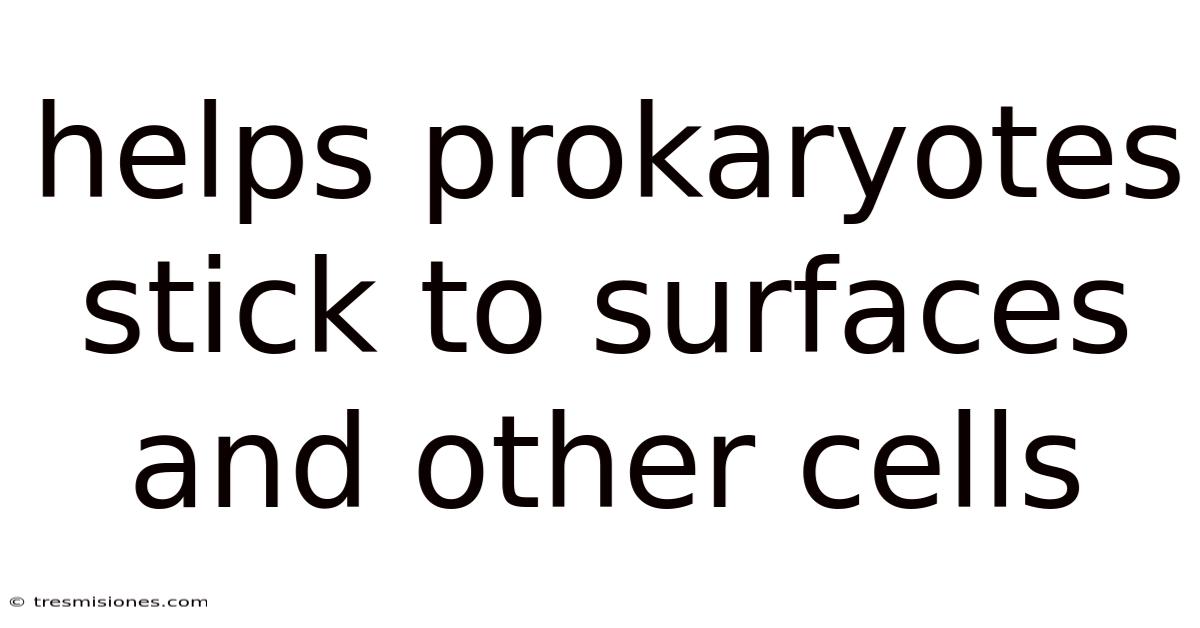 Helps Prokaryotes Stick To Surfaces And Other Cells
